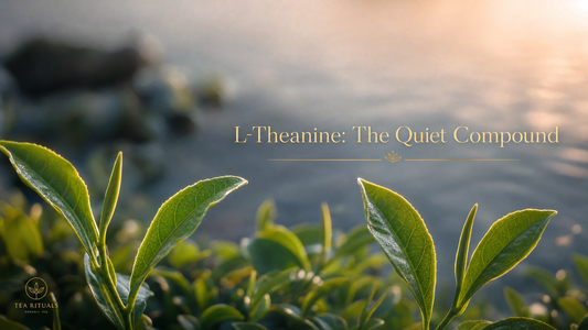 L-Theanine — The Quiet Compound