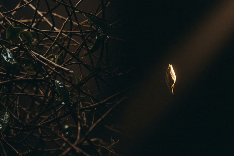 From Noise to Clarity